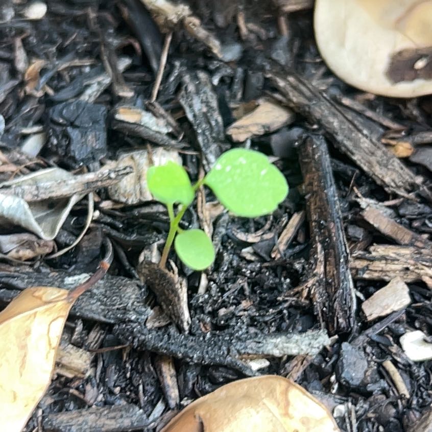 Photo of the plant species Grassleaf Spurge by @OrganizedFicus named Zion on Greg, the plant care app