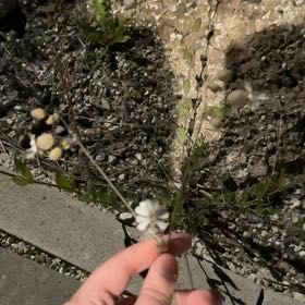 Photo of the plant species Bladder Campion by @BigKanono23 named Leonardo on Greg, the plant care app