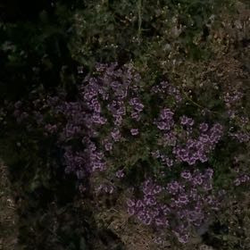 Photo of the plant species Wild Thyme by @BigKanono23 named Naomi on Greg, the plant care app