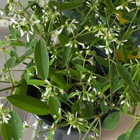 Photo of the plant species Grassleaf Spurge by @CuteKiekie46 named Navajo on Greg, the plant care app
