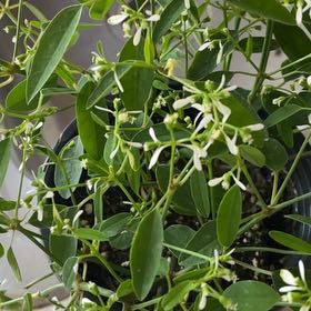 Photo of the plant species Grassleaf Spurge by @CuteKiekie46 named Madonna on Greg, the plant care app