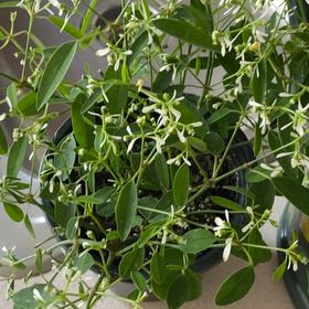 Photo of the plant species Grassleaf Spurge by @CuteKiekie46 named Messi on Greg, the plant care app