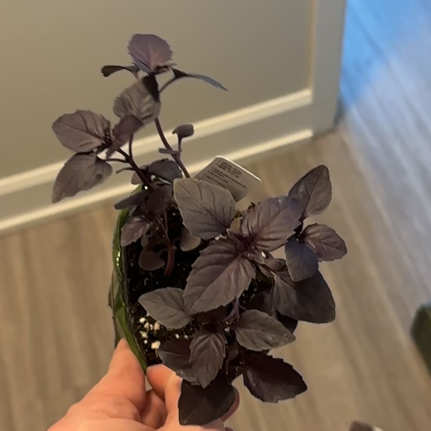 Photo of the plant species Red Rubin Basil by @NimbleCentro65 named Madonna on Greg, the plant care app