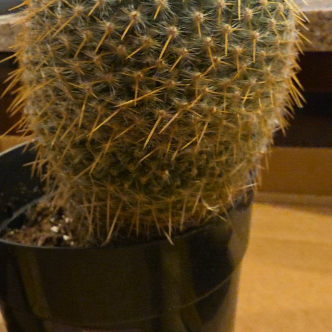 Photo of the plant species Golden Pincushion Cactus by @HipBloodleaf27 named Spike Leaves on Greg, the plant care app