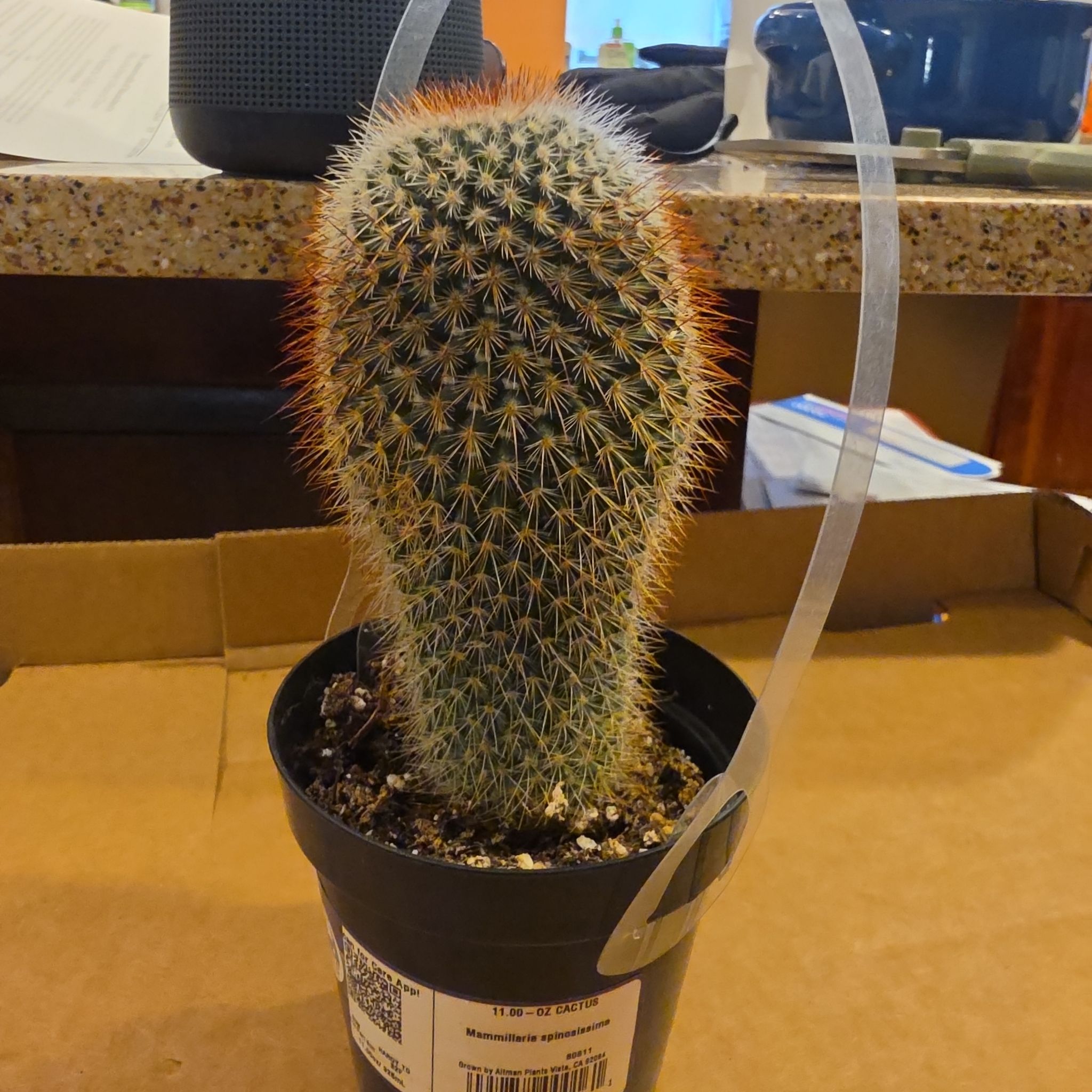 Photo of the plant species Mammillaria spinosissima f. rubrispina by @HipBloodleaf27 named Beckham on Greg, the plant care app