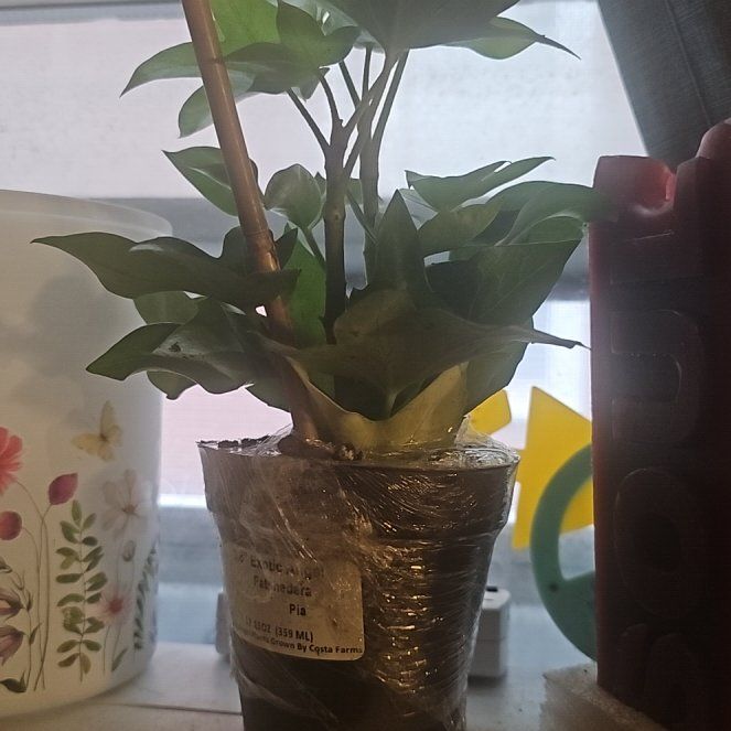 Photo of the plant species Syngonium 'Maria Allusion' by @ZanyCostmary88 named Harry on Greg, the plant care app