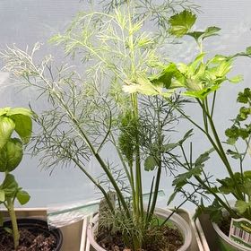 Photo of the plant species Dill by @WinSnowrose93 named Diana on Greg, the plant care app