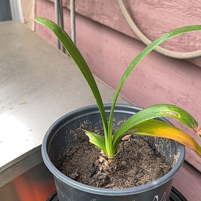 Photo of the plant species Amaryllis by @WingedMakura42 named Robert Plant on Greg, the plant care app