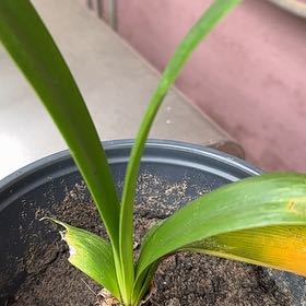 Photo of the plant species Amaryllis by @WingedMakura42 named Khaleesi on Greg, the plant care app