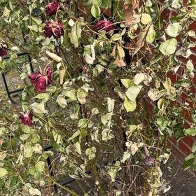 Photo of the plant species Bittersweet by @FabBiancini17 named Girlfrond on Greg, the plant care app