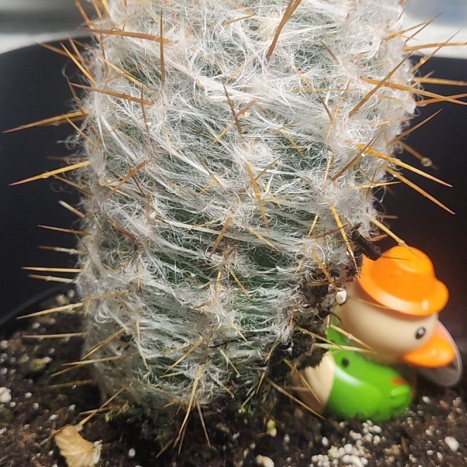 Photo of the plant species Old Man of the Mountains by @WinsomePawpaw3 named Sigmund on Greg, the plant care app