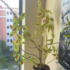 Photo of the plant species Kong Scarlet by @RadKapoktree86 named Captain Plant-it on Greg, the plant care app