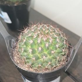 Photo of the plant species Mammillaria 'Ginsa Maru' by @GemWoodruff50 named Gaga on Greg, the plant care app