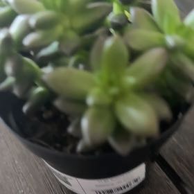 Photo of the plant species Sedeveria 'Jet Beads' by @GemWoodruff50 named Apollo on Greg, the plant care app