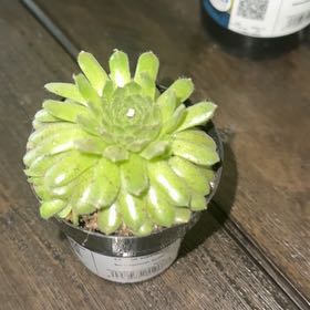 Photo of the plant species Asst Succulent by @GemWoodruff50 named Fernie Mac on Greg, the plant care app