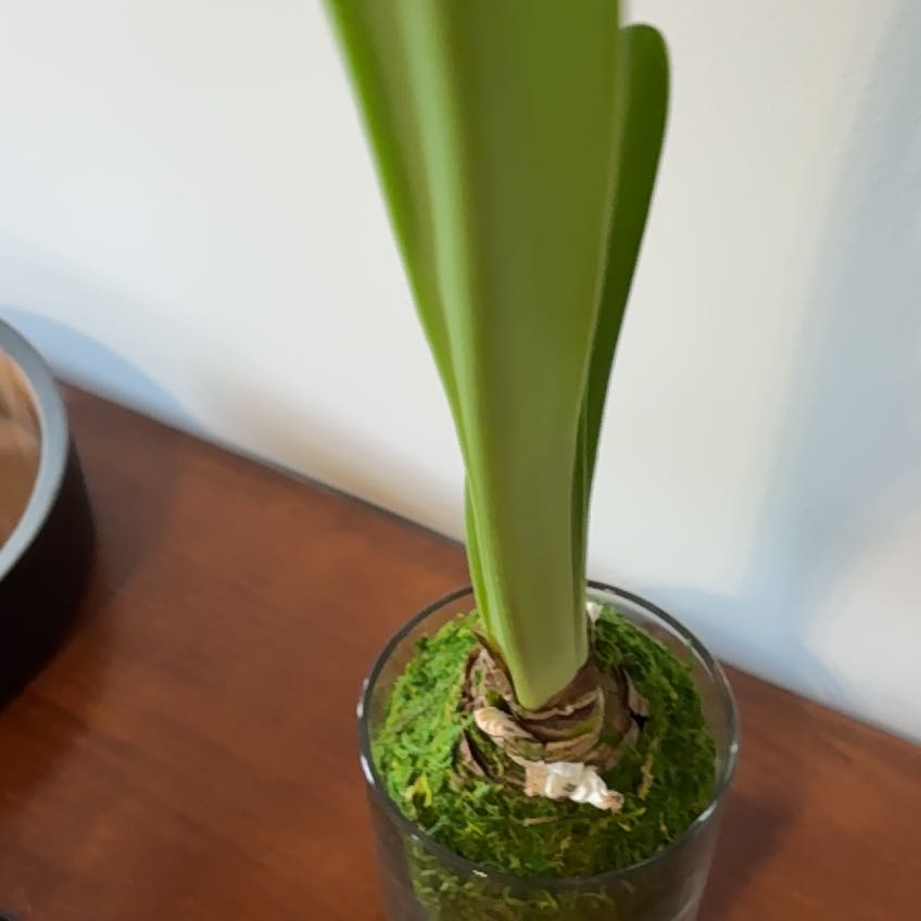 Photo of the plant species Snowdrop by @CharmingEmerald named Harry on Greg, the plant care app