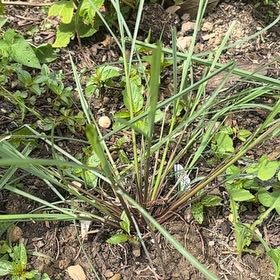 Photo of the plant species Cogon Grass by @CharmingEmerald named Walt on Greg, the plant care app