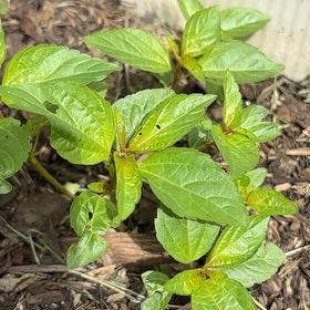 Photo of the plant species Virginia Copperleaf by @CharmingEmerald named Kylie on Greg, the plant care app