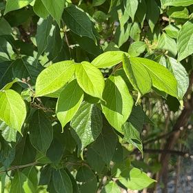 Photo of the plant species Amur Honeysuckle by @CharmingEmerald named Sanders on Greg, the plant care app
