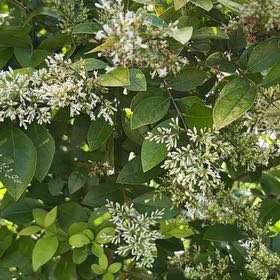 Photo of the plant species Ligustrum Ovalifolium by @CharmingEmerald named Sol on Greg, the plant care app