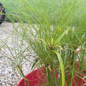 Photo of the plant species Cyperus Papyrus by @CharmingEmerald named Stella on Greg, the plant care app