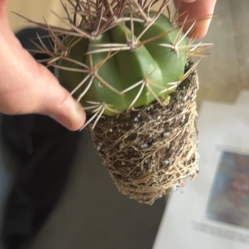 Photo of the plant species Ferocactus histrix by @ZappySalal22 named Mr prickles on Greg, the plant care app