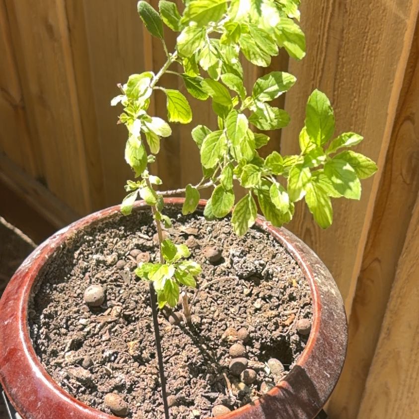 Photo of the plant species Holy Basil (Tulsi) by @CapableChisme2 named Tulsi on Greg, the plant care app