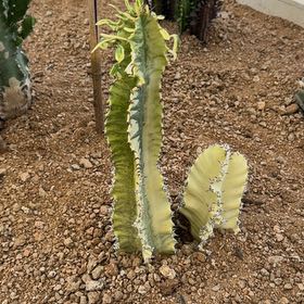 Photo of the plant species Pachycereus Schottii by @SirKaro37 named Emerson on Greg, the plant care app