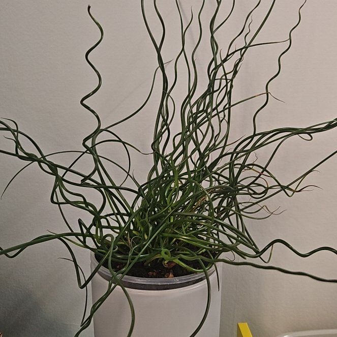 Photo of the plant species Corkscrew Rush by @PoeticPeanut58 named Donnie on Greg, the plant care app