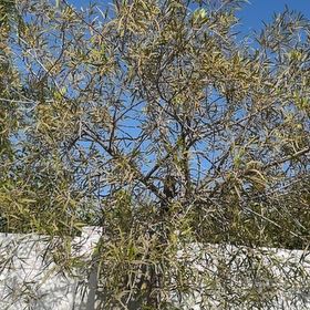 Photo of the plant species African Sumac by @DeanHenbane85 named Delilah on Greg, the plant care app