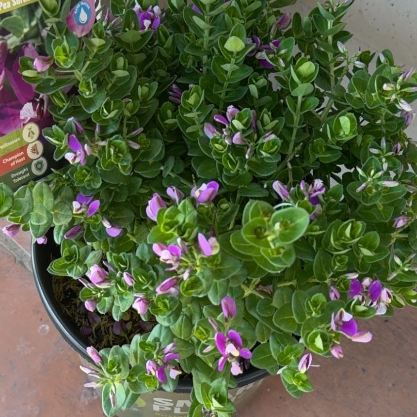 Photo of the plant species Myrtle-Leaf Milkwort by @DeanHenbane85 named Bodhi on Greg, the plant care app