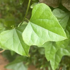 Photo of the plant species Carolina Moonseed by @KeyNoni58 named Fernie Saunders on Greg, the plant care app
