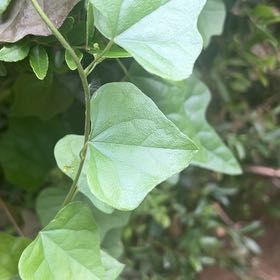 Photo of the plant species Carolina Moonseed by @KeyNoni58 named Xena on Greg, the plant care app