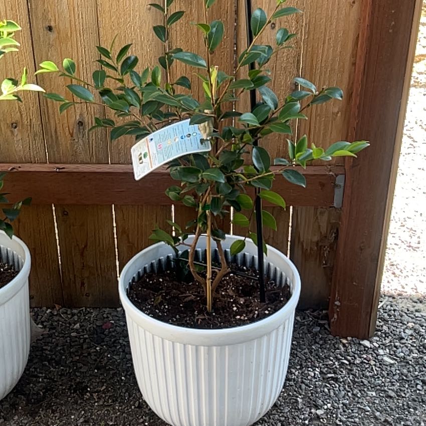 Photo of the plant species Kanjiro Camellia by @SlinkyMizuna79 named Apollo on Greg, the plant care app