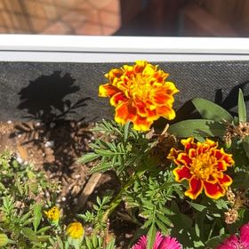 Photo of the plant species French Marigold by @SlinkyMizuna79 named Sage on Greg, the plant care app
