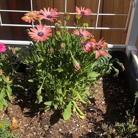Photo of the plant species African Daisy by @SlinkyMizuna79 named Darwin on Greg, the plant care app
