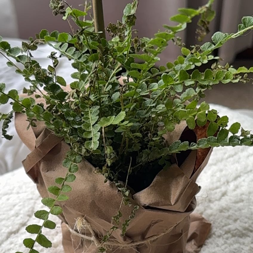 Photo of the plant species Lemon Button by @AceSweetsop65 named Coolio on Greg, the plant care app