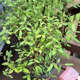 Photo of the plant species Blueberry by @WarmPecan84 named Peter Parker on Greg, the plant care app