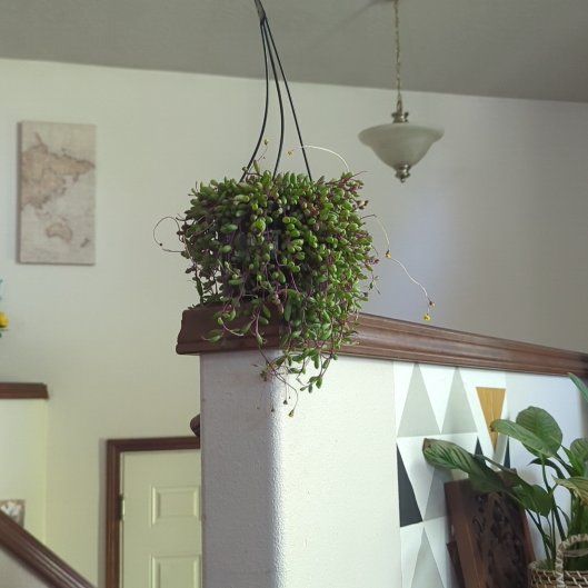 Photo of the plant species Othonna Capensis Ruby Necklace by @SparklyBetel14 named Sage on Greg, the plant care app