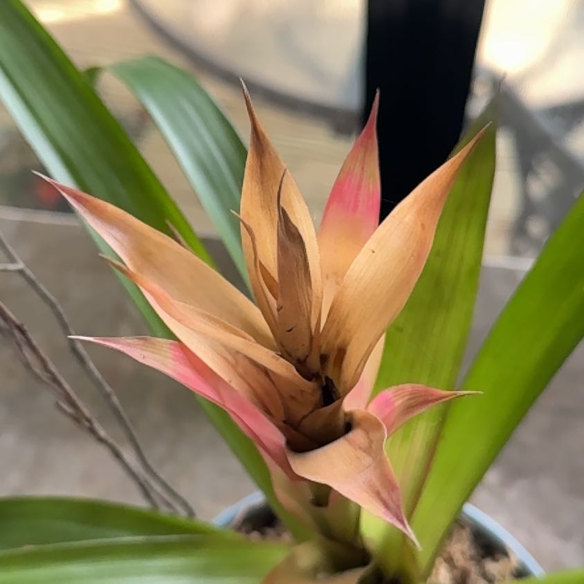 Photo of the plant species Bromeliad by @BabyCebenese80 named Leonardo on Greg, the plant care app