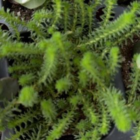 Photo of the plant species Tasteless Stonecrop by @FabBarley10 named Marilyn on Greg, the plant care app