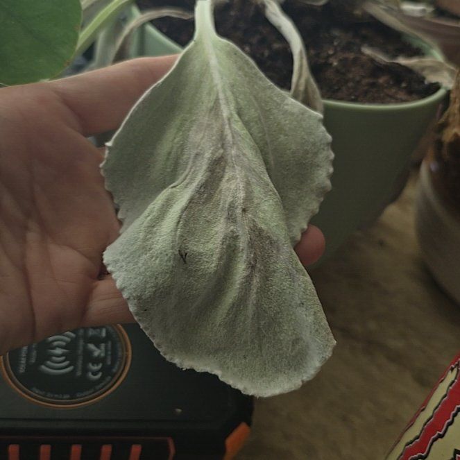 Photo of the plant species Angel Wings Senecio by @BrotherlyPotato named Sol on Greg, the plant care app