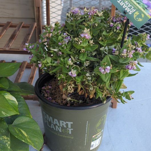Photo of the plant species Sweet Pea 'Petite Butterfly' by @FunBeech5 named Sweet Pea on Greg, the plant care app