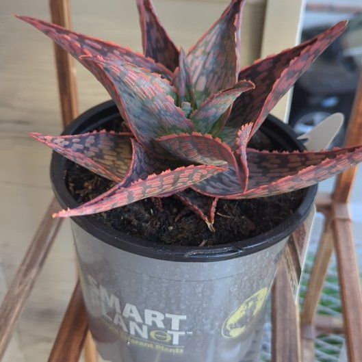 Photo of the plant species Red Neon Aloe Vera by @FunBeech5 named Red Aloe on Greg, the plant care app