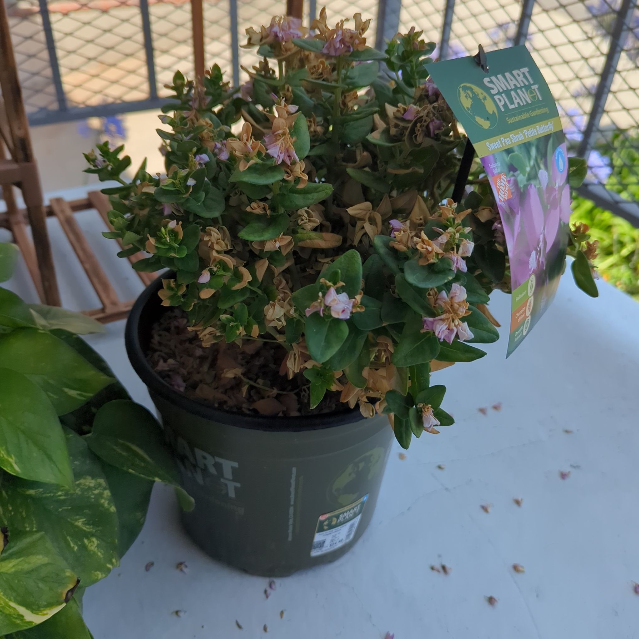 Photo of the plant species Sweet Pea 'Petite Butterfly' by @FunBeech5 named Sweet Pea on Greg, the plant care app