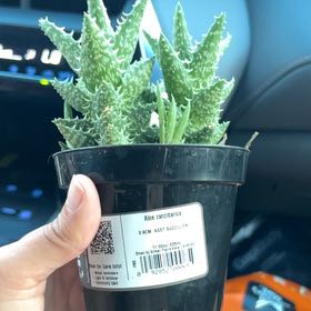 Photo of the plant species Aloe zanzibarica by @JewelledMystax named Elle on Greg, the plant care app