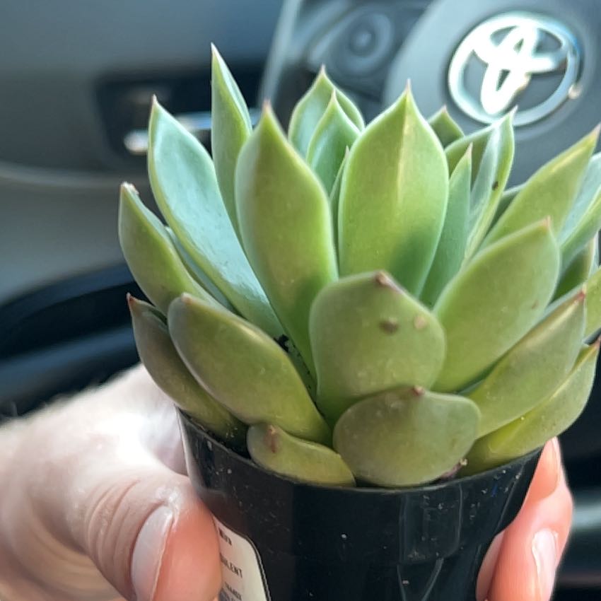 Photo of the plant species Echeveria 'Mira' by @JewelledMystax named Ronaldo on Greg, the plant care app