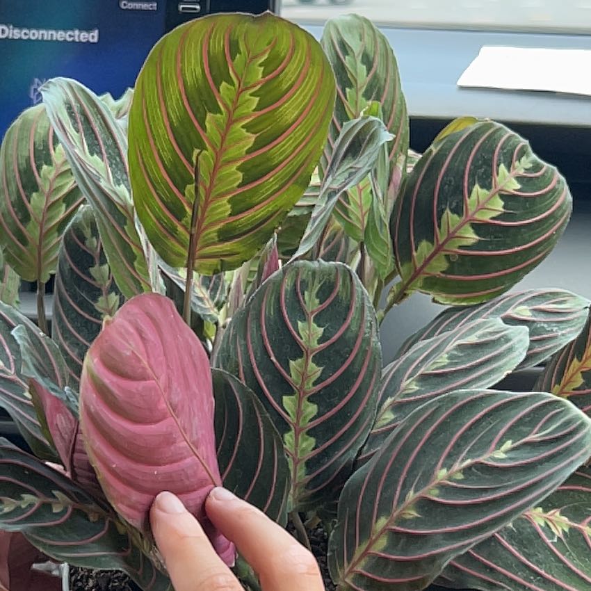 Photo of the plant species Red prayer plant by @JewelledMystax named Simon Peter on Greg, the plant care app