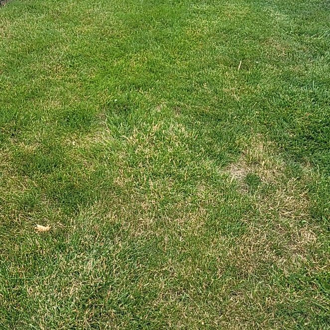 Photo of the plant species Smooth Meadowgrass by @SteamyWasabi86 named Captain Plant-it on Greg, the plant care app