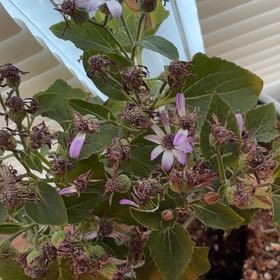 Photo of the plant species Cineraria by @SleekEnglishyew named Violet on Greg, the plant care app